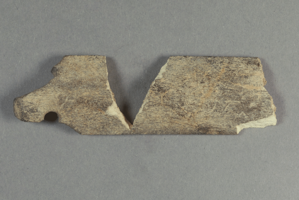 Fragment eines Kamms aus Knochen von der Burg Bartenstein bei Partenstein. Spessart, um 1300, Partenstein, Museum Ahler Kram, Fd.-Nr. 1969, H. 2,9 cm, Br. 9,7 cm